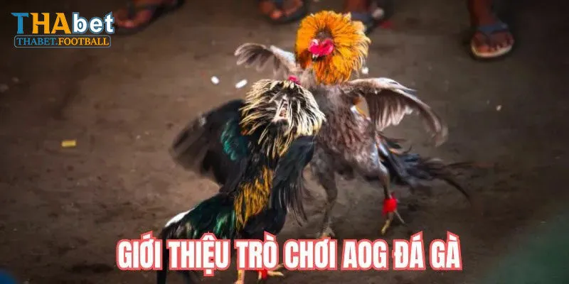 AOG Đá Gà